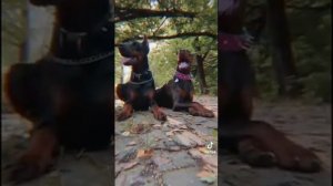 доберманы в тикток🐾🐶😎