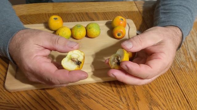 Мексиканский боярышник tejocote(Crataegus mexicana) смотреть онлайн