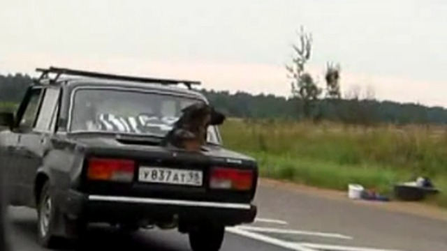Собачий апгрейд