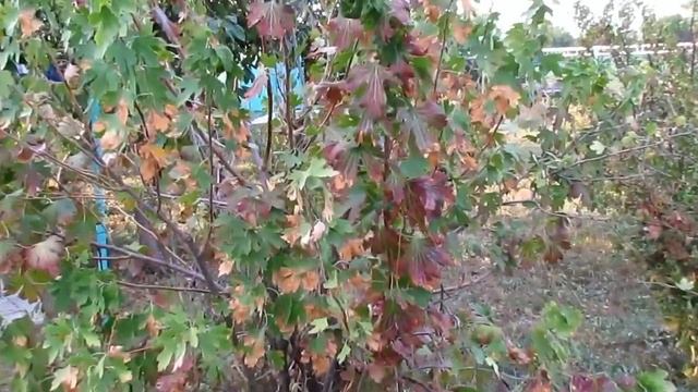 29.09.2015  Отучение от ГВ  Фаберлик  объемная коса из резинок  Хуторянка