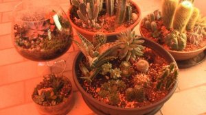 Садики #суккулентов, мои #КАКТУСЫ, #флорариум своими руками
