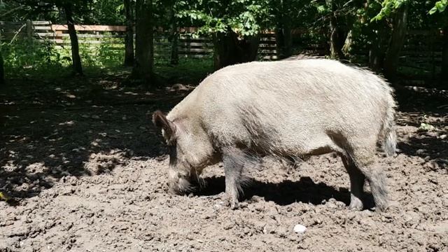 ТАКОГО МЕТАЛЛОИСКАТЕЛЯ ВЫ ЕЩЕ НЕ ВИДЕЛИ!!!!!!! ПИНПОИНТЕР. смотреть онлайн