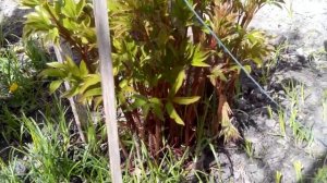 Цветы в саду. Как вырастить нарциссы, матиолу и медуницу. Flowers in the garden.