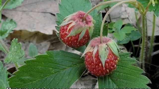 Посадка земляники смотреть онлайн