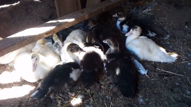 Выпустила индоутят в общее стадо. смотреть онлайн