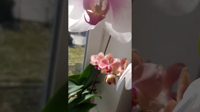 Весняний калейдоскоп смотреть онлайн