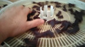 Высушенные цукаты  из свежей свеклы. 2 часть