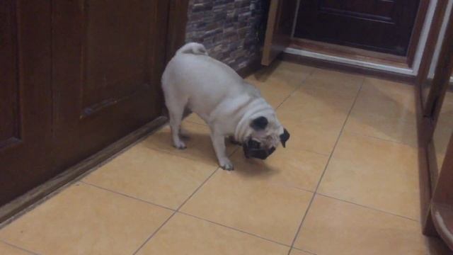 Мопс Хрюня/Сфинкс Молли / игра кошки и собаки / мопсик ласковый и веселый смотреть онлайн