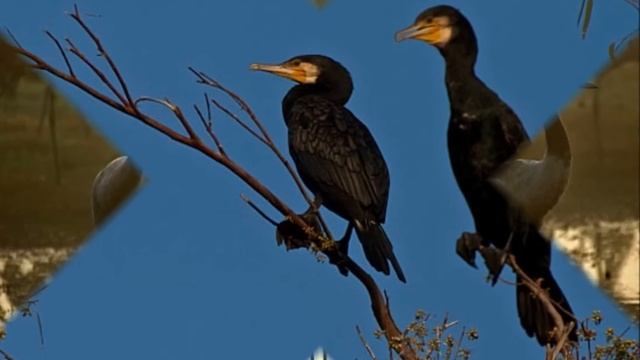 Птицы Израиля смотреть онлайн