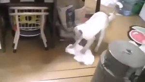 Кот моет пол и бурчит