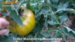 Томат Малахитовая шкатулка, с фруктовыми нотками во вкусе.