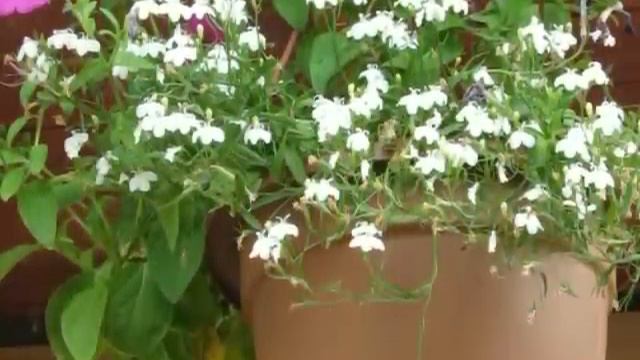 Цветы в контейнерах. Flowers in Containers
