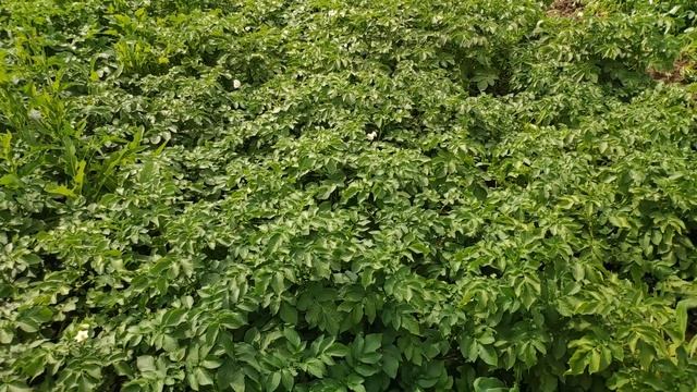 Защита картофеля от сорняков, Овощной Город Коломна