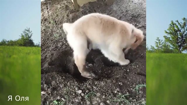 Забавные и Милые Собаки и Щенки  Очень милое видео смотреть онлайн