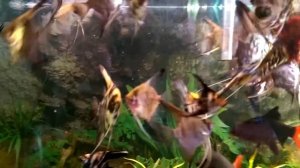 Аквариум кормление скалярий