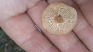 КОЛЛИБИЯ ЛЕСОЛЮБИВАЯ,Collybia dryophila.