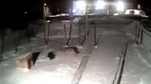 волк утащил сабачку