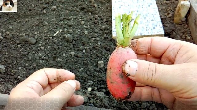 Как Правильно Посадить Редиску на Семена Самостоятельно