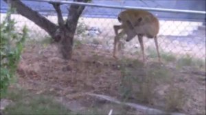 Резьба трости Майк Стиннет