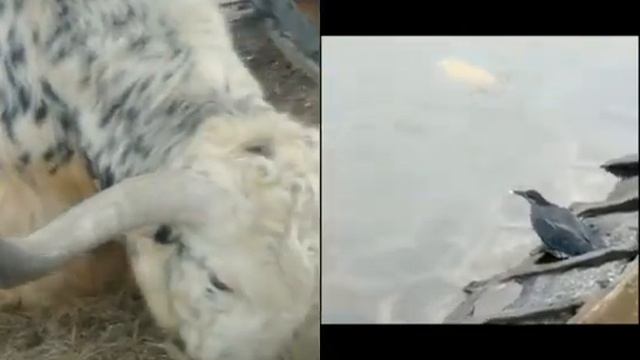 рыбалка птицы смотреть онлайн