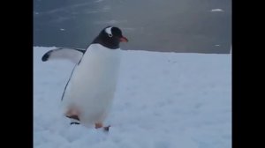 Забавные пингвины и пингвинята