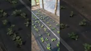 Посадка клубники в теплицы.