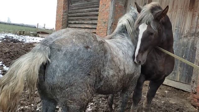 Кобыла Альфа и жеребец первая встреча смотреть онлайн