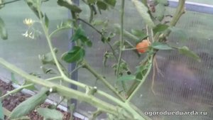 Осенняя подкормка растений, кустарников и деревьев.