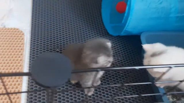 Забрали шотландских котят от мамы! Что кушают, как себя ведут, где спят котята в 1 месяц.