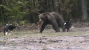 Монопородные состязания РЕЛ, республика Татарстан.