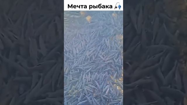 мечта рыбака