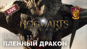 Спасаем дракона, изучаем заклинание Империо, разводим фестралов. Хогвартс: Наследие. Прохождение #11