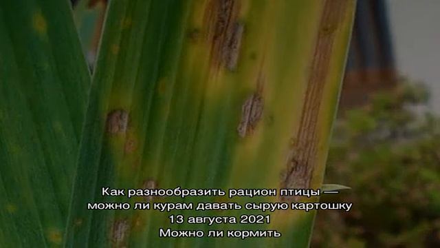 Профилактика и борьба с болезнями ирисов смотреть онлайн