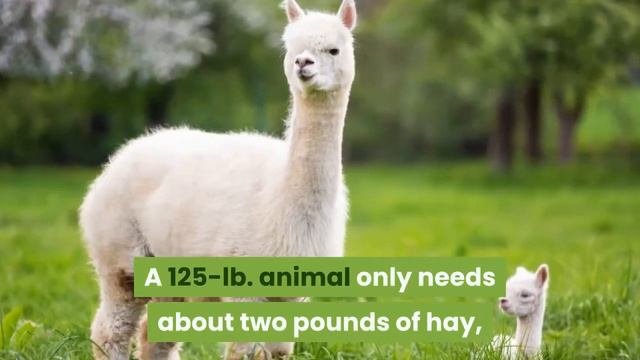Alpaca Incredible Alpaca Facts! || Alpaca Scientific Name || Alpaca Predators And Threats