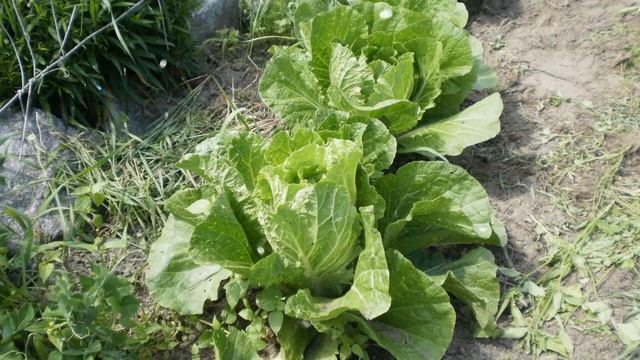 Как Выращивать Пекинскую Капусту в Домашних Условиях