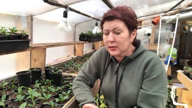 Сбежавшая невеста импортные или свои черенки? Метельчатые и крупнолистные на следующий год… смотреть онлайн