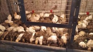 Куропатка и перепел