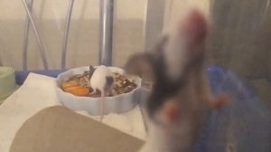 ОПРЕДЕЛЯЕМ ПОЛ У МЫШЕК