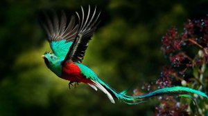 Вот как поют самые красивые птицы планеты