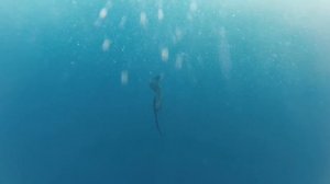 Гватемала - более 200 парусников за 5 дней (GoPro)! Guatemala - more then 200 sailfish in 5 days!