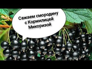 Посадка смородины с Кормилицей микоризой и 33 Богатыря