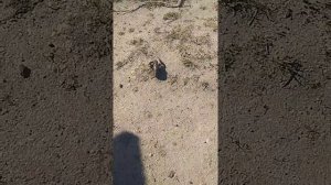 Рак правда пятится назад