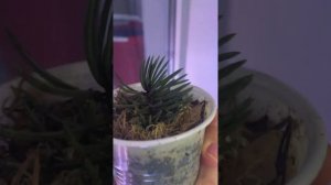 Укрренение голубой ели. Обработала фитоспорином и подсыпала мох сфагнум
