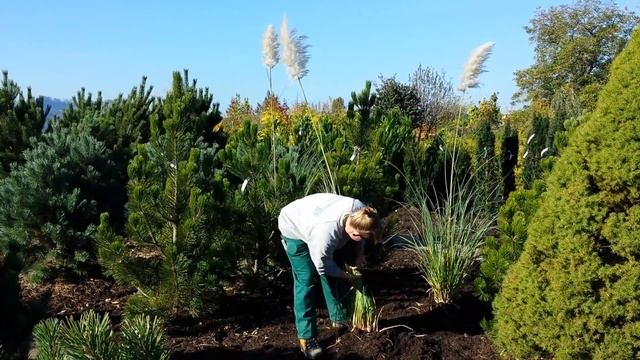 Gartenpflanzen Daepp - Pampasgras überwintern смотреть онлайн