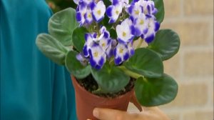 Afrika Menekşesi (Saintpaulia) Bakımı Nasıl Yapılır? How to care African Violets? (ENGLISH CC)