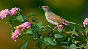 Соловьиная свирель.