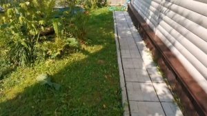 Черенкование Туи - посадил и забыл.