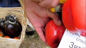 Перец сладкий Зятек F1- очень холодостойкий и самый ранний из всех кубовидных перцев.