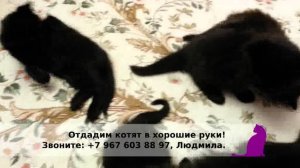 Отдам котят в хорошие руки.