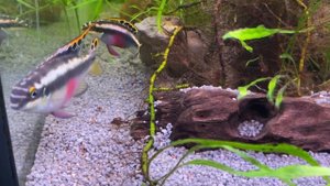 Пельвикахромис пульхер (Pelvicachromis pulcher) Самец и Самка выгуливают потомство